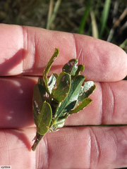 Psoralea obliqua