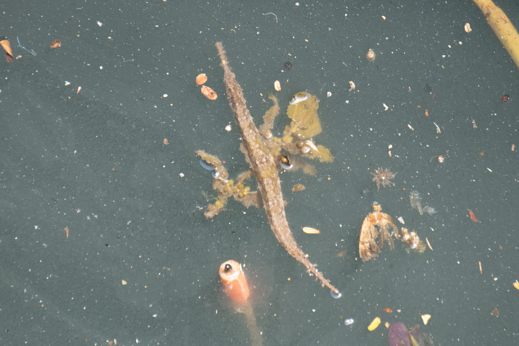 Alligator pipefish (Syngnathoides biaculeatus) — Syngnathidae