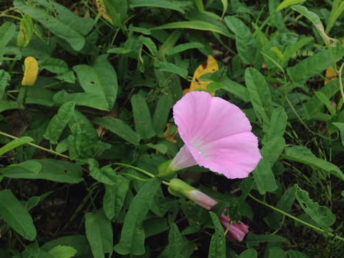 Image of Japanese Bindweed (Calystegia pubescens) by (c) Kim, Hyun-tae, some rights reserved (CC BY)