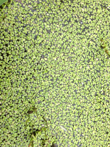 Image of Lemna perpusilla by (c) Kim, Hyun-tae, some rights reserved (CC BY)