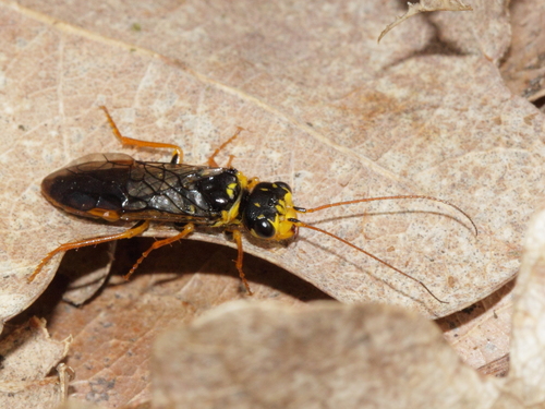 Acantholyda posticalis nuotrauka