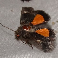 Copanarta aurea