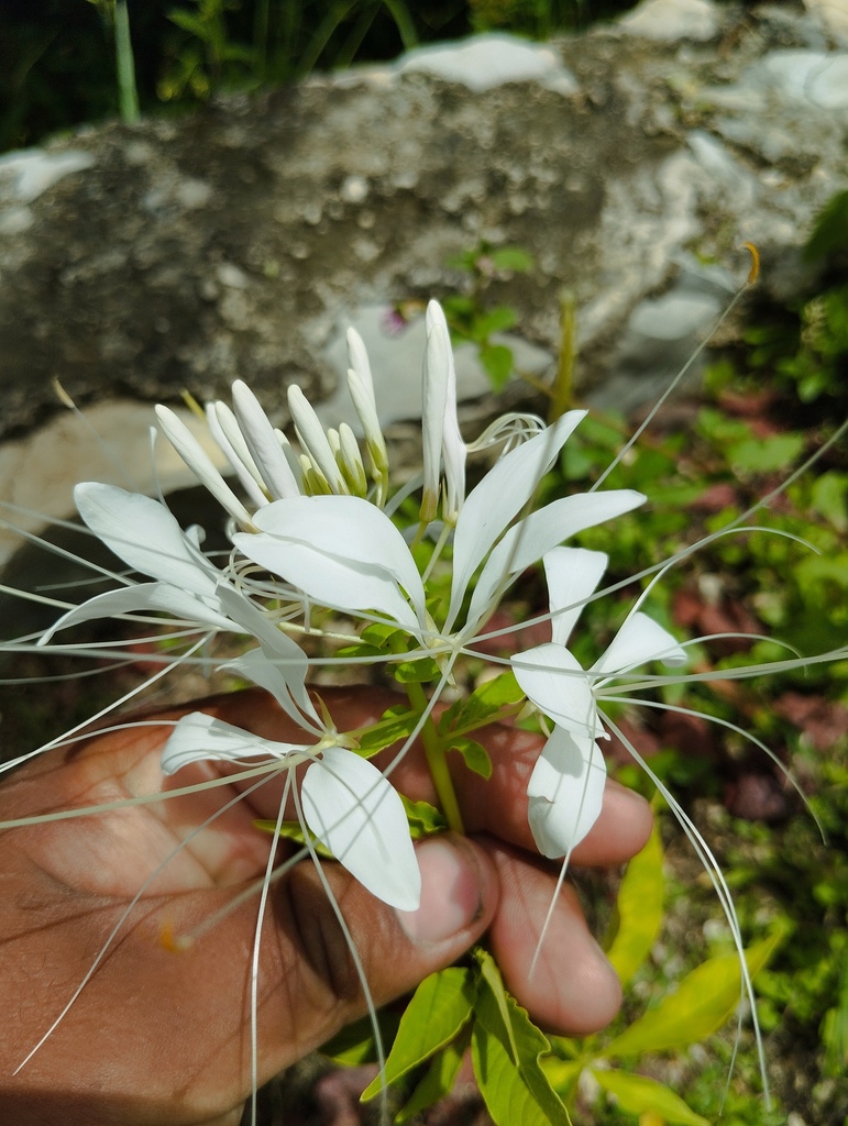 Cleome pilosa