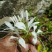 Cleome pilosa - Photo (c) Orquidario y Jardín Botánico "Comitán", some rights reserved (CC BY-NC), uploaded by Orquidario y Jardín Botánico "Comitán"