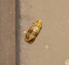 Cochylis