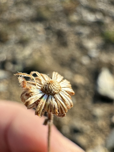 Image of Alpine Yellow Fleabane (Erigeron aureus) by no rights reserved