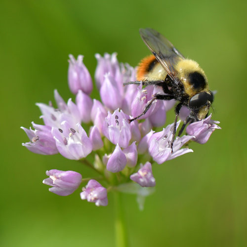 Bumble Bee Hover Fly