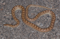 Arizona elegans eburnata