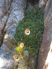 Oldenburgia intermedia