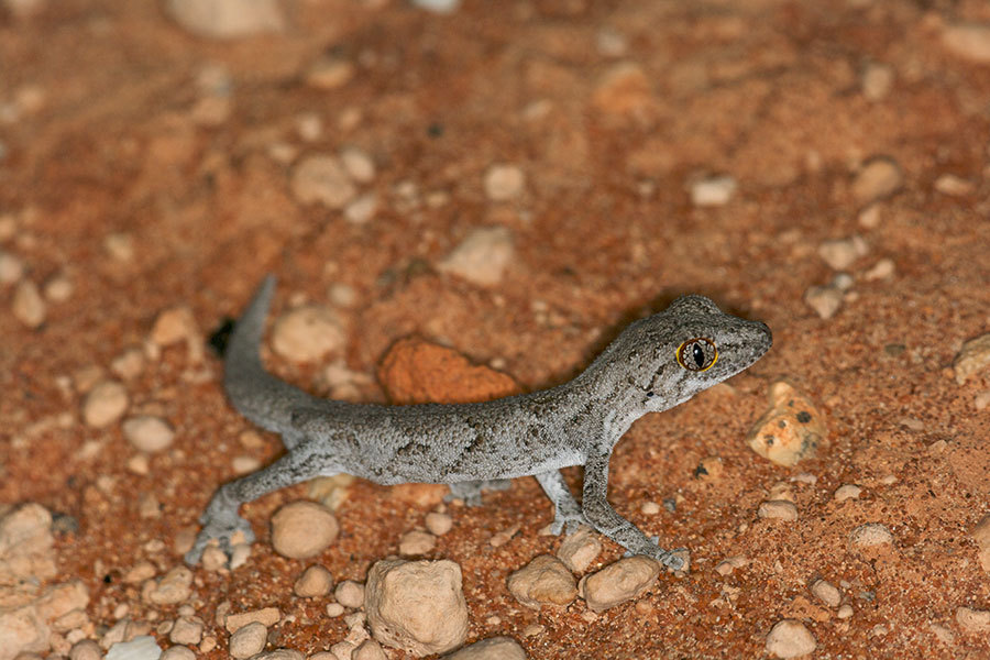 Western Spiny-Tailed Gecko