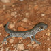 Western Spiny-tailed Gecko - Photo (c) John Sullivan, some rights reserved (CC BY-NC), uploaded by John Sullivan