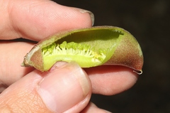 Astragalus douglasii perstrictus