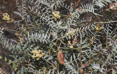 Astragalus douglasii perstrictus
