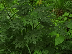 Vasconcellea parviflora