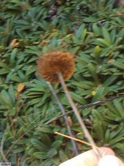 Oldenburgia intermedia