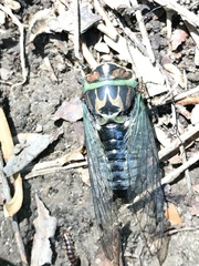 Neotibicen linnei