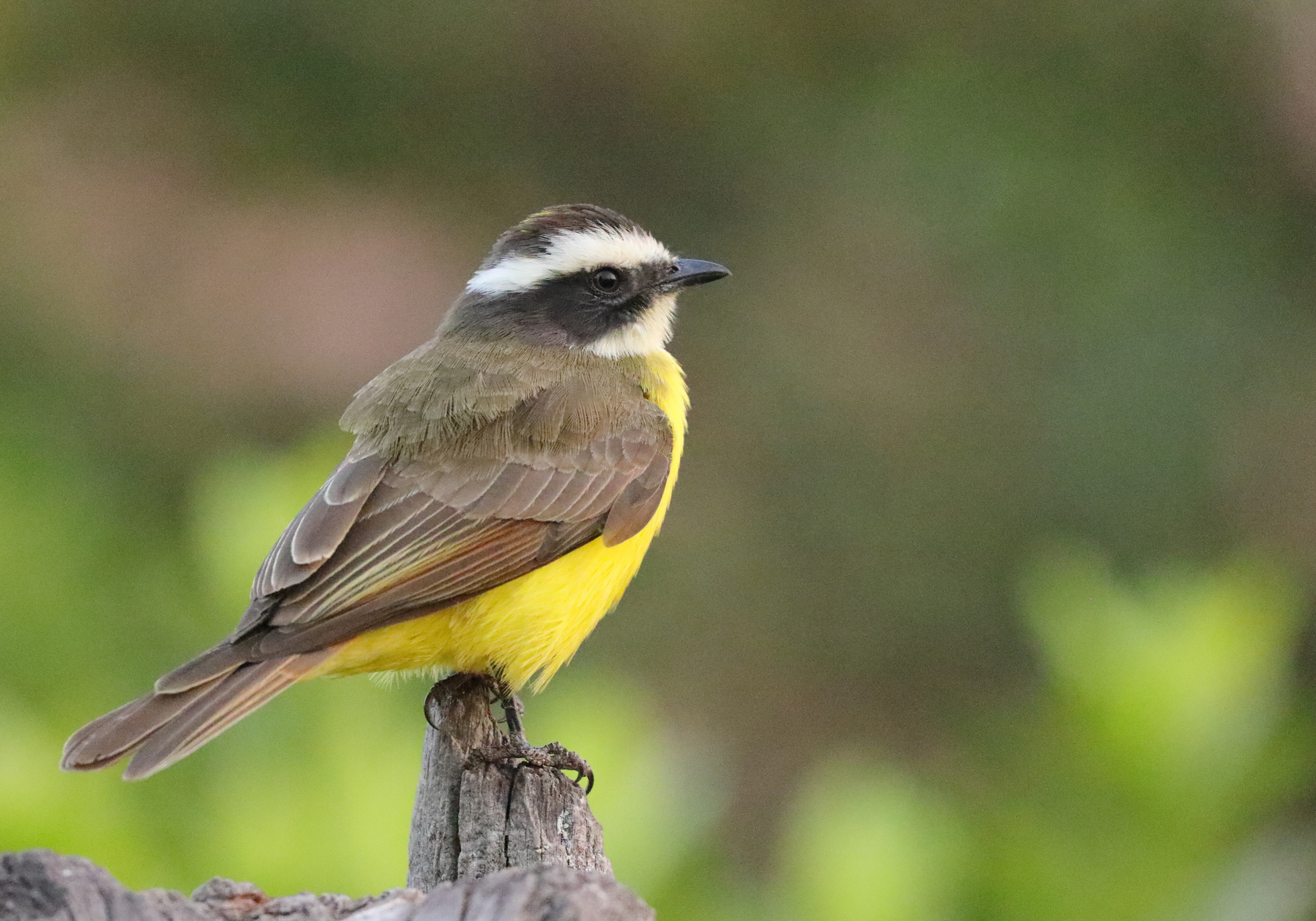 Rusty-margined Flycatcher (Myiozetetes cayanensis)