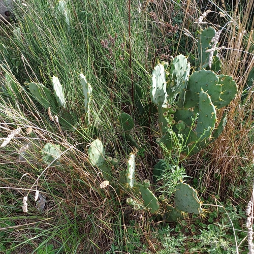 Opuntia dillenii iNat (1)