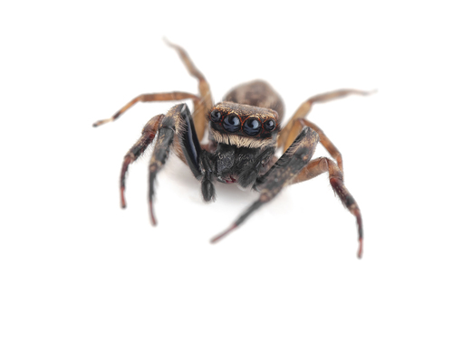 Golden-brown Jumping Spider photo 3