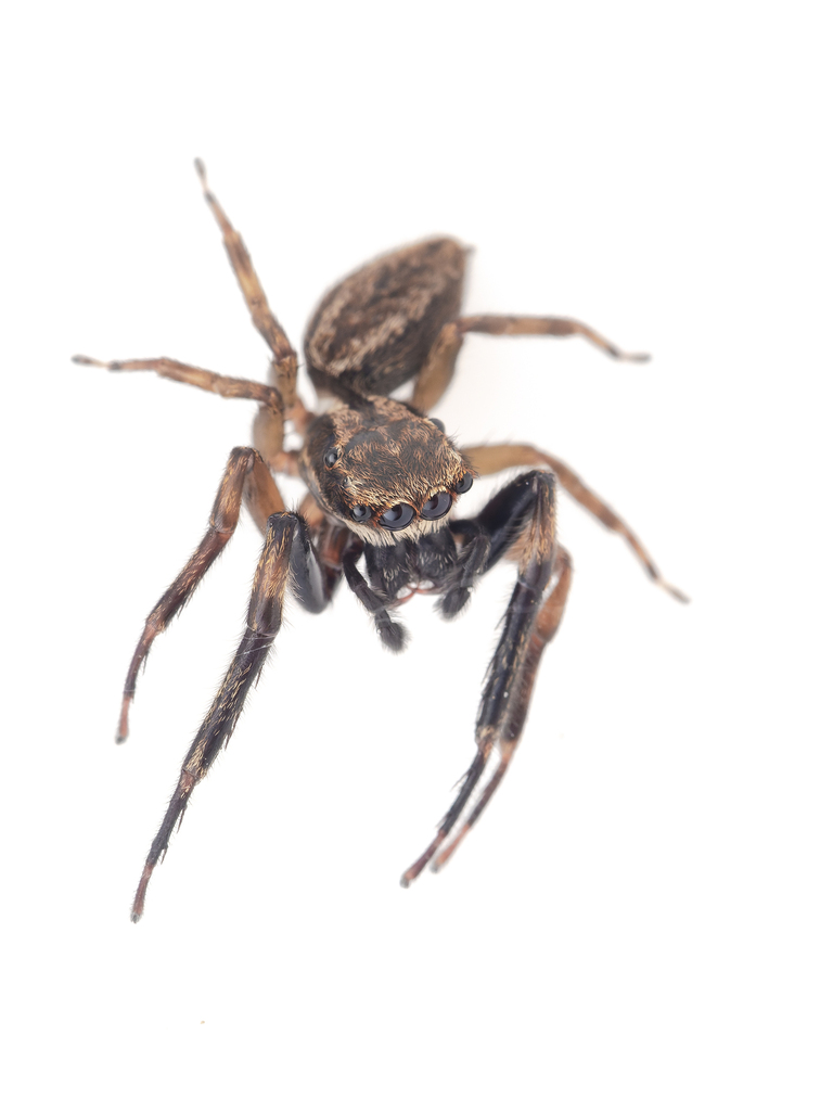 Golden-brown Jumping Spider