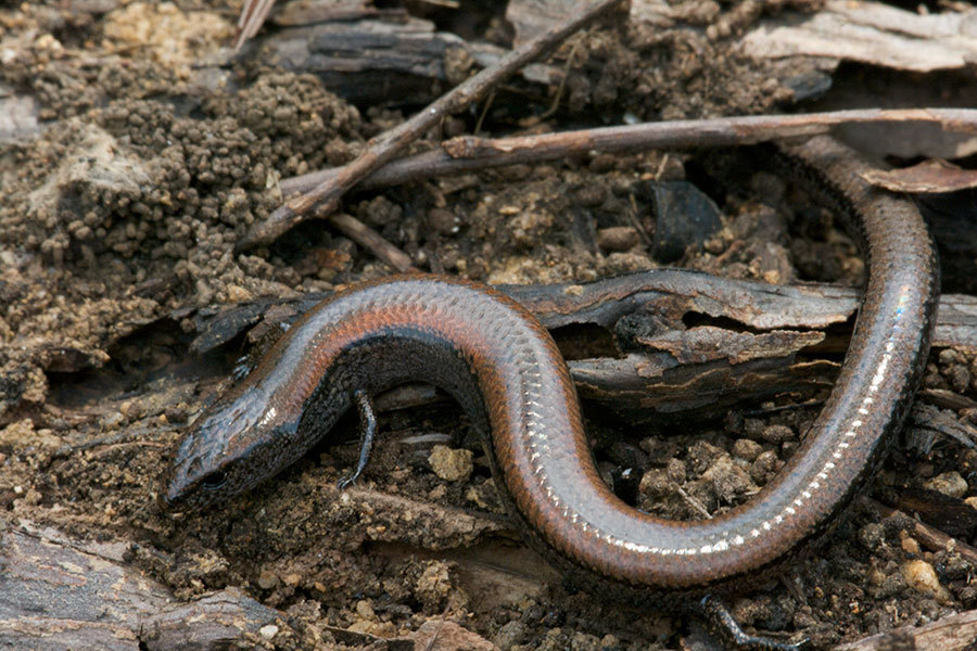 Southwestern Earless Skink