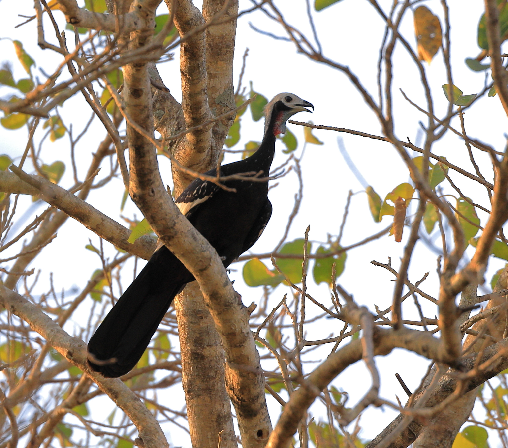 Red-throated Piping-Guan illustration