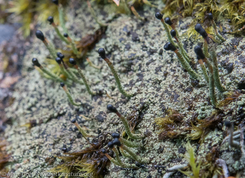 Pilophorus clavatus image