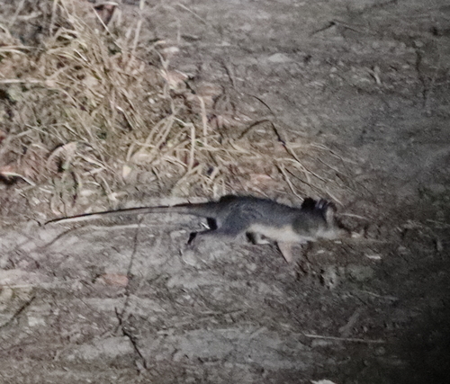 Common Four-eyed Opossum