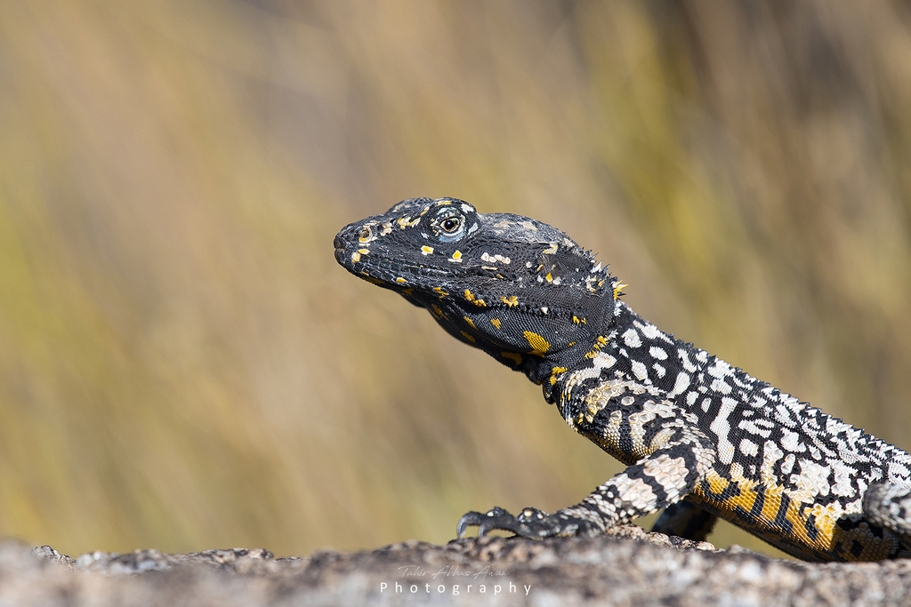 Pakistani agama