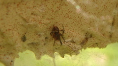 Amaurobioidea