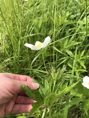 Anemonastrum