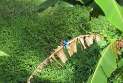 Halcyon cyanoventris