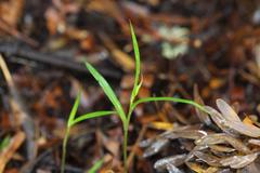 Pterostylis agathicola
