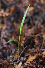 Pterostylis agathicola