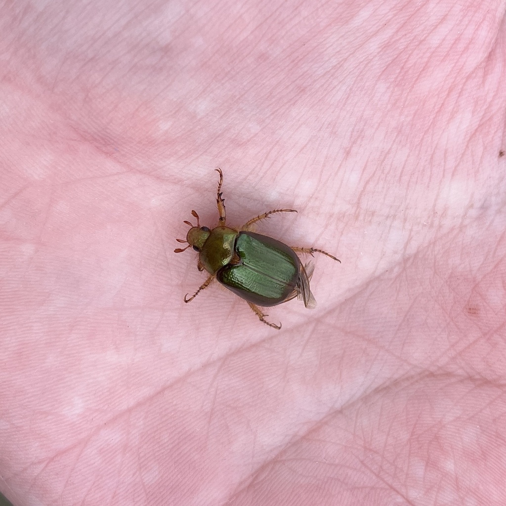 Aulacopalpus viridis