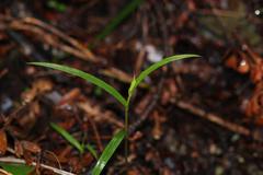 Pterostylis agathicola