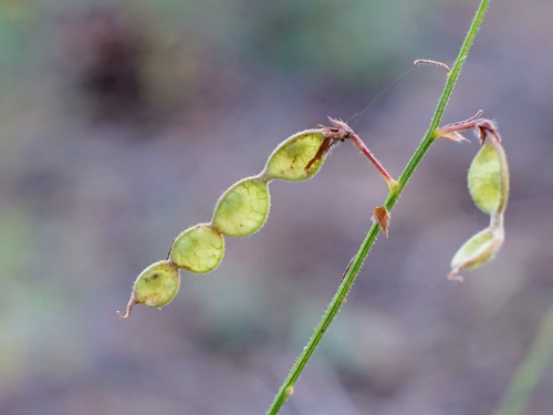 Image of Desmodium grahamii by (c) Andrew Tree, some rights reserved (CC BY)