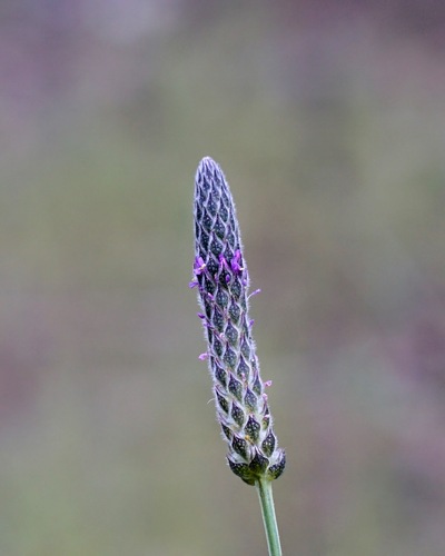 Image of Dalea exigua by (c) Andrew Tree, some rights reserved (CC BY)