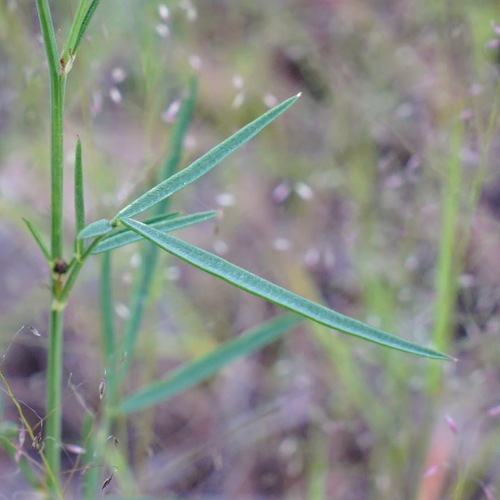 Image of Dalea exigua by (c) Andrew Tree, some rights reserved (CC BY)