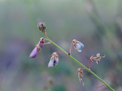 Image of Desmodium grahamii by (c) Andrew Tree, some rights reserved (CC BY)