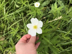 Anemonastrum