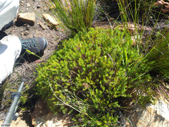 Gnidia juniperifolia