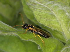 Pamphilius sylvaticus