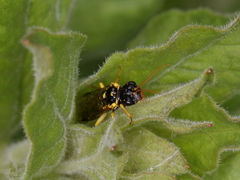 Pamphilius sylvaticus