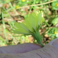 Pyrrhopappus pauciflorus