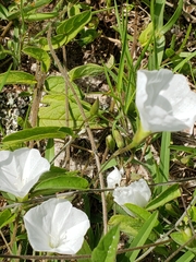 Stylisma humistrata