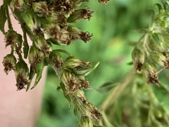 Unknown solidago-ribbed-flower-gall gall