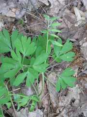 Corydalis intermedia