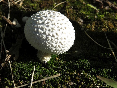 Peeling Puffball