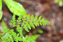 Lindsaea trichomanoides